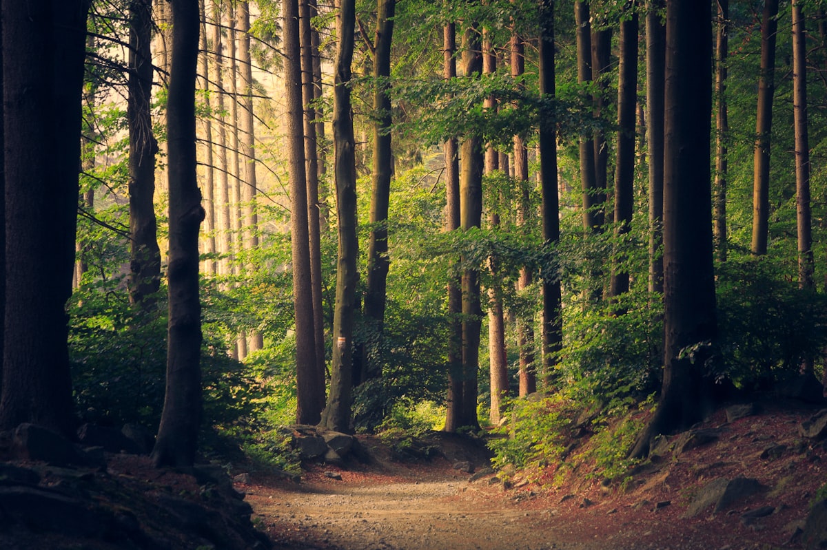 Psychedelica En Meditatie: Krachtige Combinatie Voor Bewustzijn